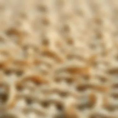 The Unique Texture of Sisal Fibers Close-up of sisal fibers showcasing texture and durability