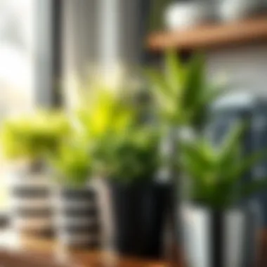 Stylish Arrangement of Striped Flower Pots Stylish arrangement of multiple black and white striped flower pots