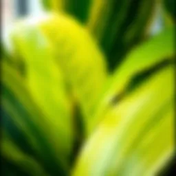 A close-up view of a Dracena plant showcasing its vibrant leaves.