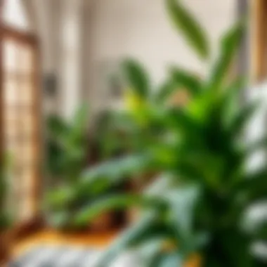 Home Corner with Thriving Dracena A serene corner of a home filled with thriving Dracena plants.