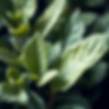 Close-up of sage leaves showcasing their vibrant texture