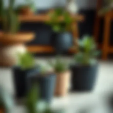 Notable Exploring the Versatility of Plastic Plant Pots in Various Sizes Notable Exploring the Versatility of Plastic Plant Pots in Various Sizes