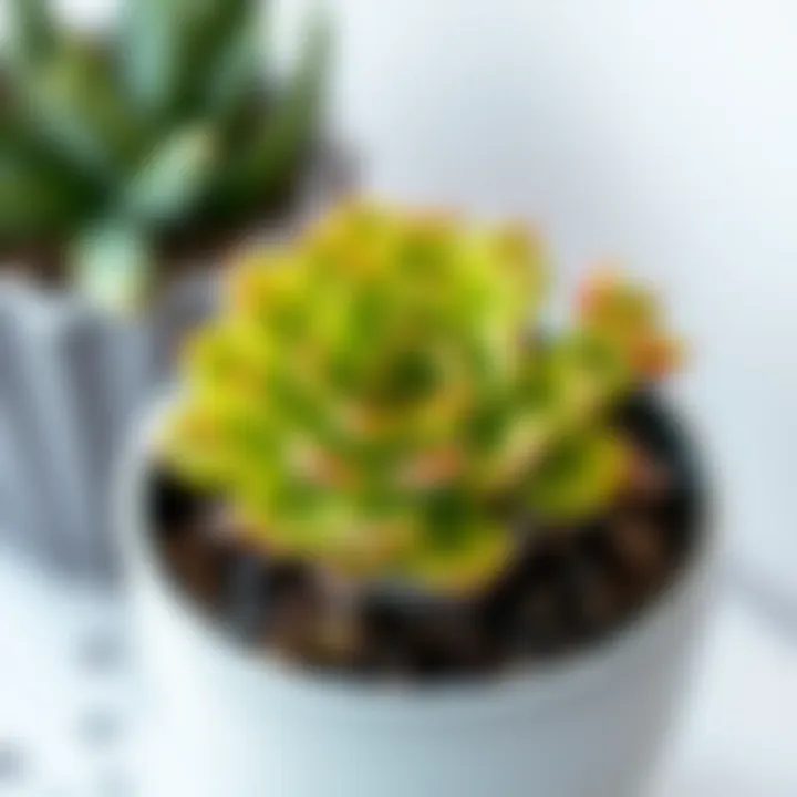 Vibrant Succulent in Modern Pot Close-up of a vibrant green succulent in a modern pot