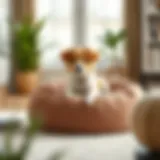 Stylish Washable Dog Bean Bag Elegant design of a washable dog bean bag